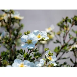 Buskpotentil 'Abbotswood' Potentilla Fruticosa 'Abbotswood' Potte 2,0 Liter,- 25-30 Cm. -Tilbud Lys Haven Butik mi1897 potentilla fruticosa abbotswood b48d