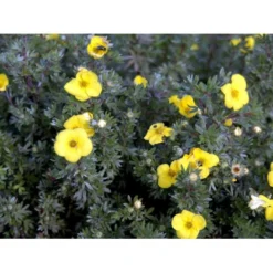 Buskpotentil 'Kobold' Potentilla Fruticosa 'Kobold' Potte 2,0 Liter,- 25-30 Cm. -Tilbud Lys Haven Butik mi1901 potentilla fruticosa kobold 4241