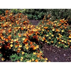 Buskpotentil 'Red Ace' Potentilla Fruticosa 'Red Ace' Potte 2,0 Liter,- 25-30 Cm. -Tilbud Lys Haven Butik mi1906 potentilla fruticosa red ace n 015e