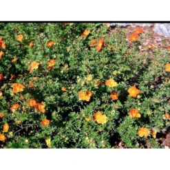 Buskpotentil 'Red Ace' Potentilla Fruticosa 'Red Ace' Potte 2,0 Liter,- 25-30 Cm. -Tilbud Lys Haven Butik mi1906 potentilla fruticosa red ace n c216