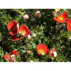 Buskpotentil 'Red Robin' Potentilla Fruticosa 'Red Robin' 3,5 Liter Potte -Tilbud Lys Haven Butik mi1907 potentilla fruticosa red robin 6983