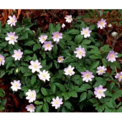 Blå Skovanemone 'Robinsoniana' Anemone Nemorosa 'Robinsoniana' 10 Cm. Potte -Tilbud Lys Haven Butik mi191 anemone nemorosa robinsoniana 1c8f