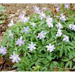 Blå Skovanemone 'Robinsoniana' Anemone Nemorosa 'Robinsoniana' 10 Cm. Potte