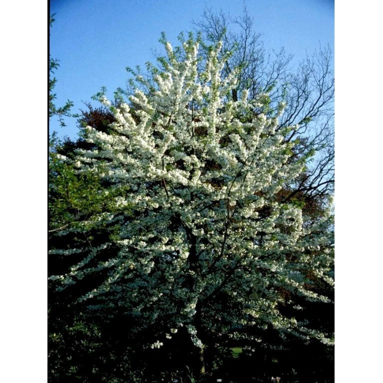 Fuglekirsebær Prunus Avium Stammehøjde Ca. 180-200. + Krone,- Omkreds 14-16cm. Med Klump. 4 Fuglekirsebær Prunus Avium Stammehøjde Ca. 180-200. + Krone,- Omkreds 14-16cm. Med Klump. - Billede 4