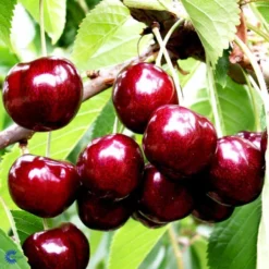 Sødkirsebær 'Skeena' - Selvbestøvende Prunus X 'Skeena' - Selvbestøvende 4-8 Grene, 130-170 Cm. 10 Liter Potte (Colt)