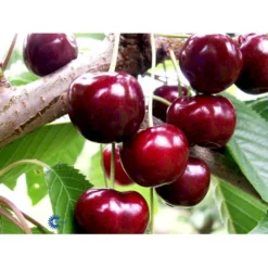 Sødkirsebær 'Skeena' - Selvbestøvende Prunus X 'Skeena' - Selvbestøvende 4-8 Grene, 130-170 Cm. 10 Liter Potte (Colt) -Tilbud Lys Haven Butik mi1973 prunus avium skeena 8ac0