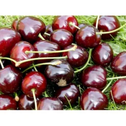 Sød Kirsebær 'Lapins' - Selvbestøvende Prunus X 'Lapins' - Selvbestøvende 4-8 Grene, 130-170 Cm. 10 Liter Potte (Colt) -Tilbud Lys Haven Butik mi1979 prunus avium lapins a166