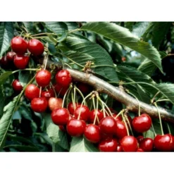 Sød Kirsebær 'Lapins' - Selvbestøvende Prunus X 'Lapins' - Selvbestøvende 4-8 Grene, 130-170 Cm. 10 Liter Potte (Colt)