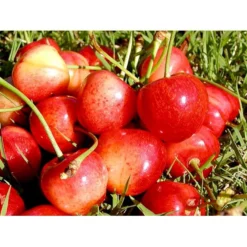 Sød Kirsebær 'Büttners Rote' Kræver Bestøver Prunus X 'Büttners Rote' Kræver Bestøver 4-8 Grene, 150-200 Cm. 10 Liter Potte (P.avi)