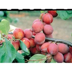 Blomme 'Jubileum' Prunus Domestica 'Jubileum' Dværgtræ, 3-5 Grene, 6,7 Liter Potte, 80-100 Cm. -Tilbud Lys Haven Butik mi1995 prunus domestica jubileum 43bf