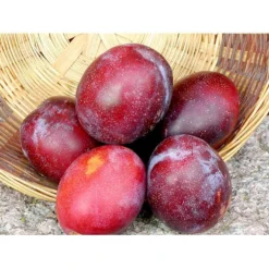 Blomme 'Jubileum' Prunus Domestica 'Jubileum' Dværgtræ, 3-5 Grene, 6,7 Liter Potte, 80-100 Cm.