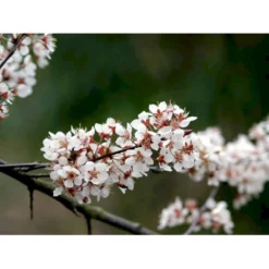 Storfrugtet Blodblomme 'Trailblazer' Prunus Cerasifera 'Trailblazer' Solitær Busk 150-200 Cm. - Med Klump -Tilbud Lys Haven Butik mi1996 prunus trailblazer efa2