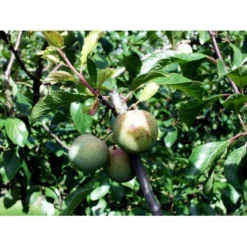 Blomme 'Grøn Reine Claude' Prunus Domestica 'R.C. Alm Grøn' 4-8 Grene, 130-170 Cm. 10 Liter Potte. (S.J.A.) -Tilbud Lys Haven Butik mi1997 prunus domestica reine claude verte 7544