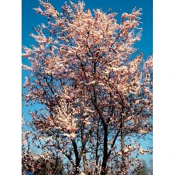 Blodblomme Prunus Cer. 'Nigra' Opstammet 90 Cm. 7,5 Liter Potte -Tilbud Lys Haven Butik mi1998 prunus cerasifera nigra 5340