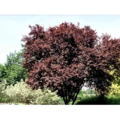 Blodblomme Prunus Cer. 'Nigra' Opstammet 90 Cm. 7,5 Liter Potte -Tilbud Lys Haven Butik mi1998 prunus cerasifera nigra 6b90