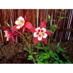 Langsporet Akeleje 'Crimson Star' Aquilegia Caerulea 'Crimson Star' 1 Liter Potte -Tilbud Lys Haven Butik mi201 aquilegia crimson star 40f7