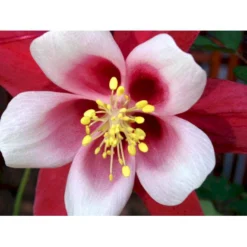 Langsporet Akeleje 'Crimson Star' Aquilegia Caerulea 'Crimson Star' 1 Liter Potte -Tilbud Lys Haven Butik mi201 aquilegia crimson star 51c2