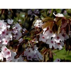 Sakhalinkirsebær Prunus Sargentii Solitær Busk 150-200 Cm. - Med Klump -Tilbud Lys Haven Butik mi2021 prunus sargentii c966