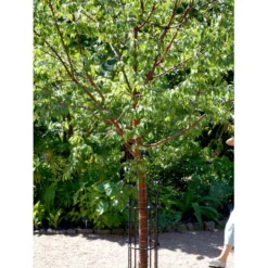 Tibetansk Og Kuglekirsebær Prunus Serrula Frt. 'Globosa' Opstammet,- Potte 15 Liter,- 200 Cm. Stamme -Tilbud Lys Haven Butik mi2026 prunus serrula 4a17 1