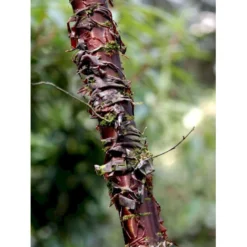 Tibetansk Og Kuglekirsebær Prunus Serrula Frt. 'Globosa' Opstammet,- Potte 15 Liter,- 200 Cm. Stamme