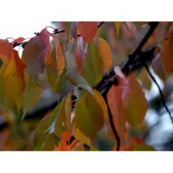 Tibetansk Kirsebær Prunus Serrula Med Klump,- 125-150 Cm. -Tilbud Lys Haven Butik mi2026 prunus serrula d0e3