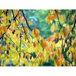 Tibetansk Og Kuglekirsebær Prunus Serrula Frt. 'Globosa' Opstammet,- Potte 15 Liter,- 200 Cm. Stamme -Tilbud Lys Haven Butik mi2026 prunus serrula fc5a 1