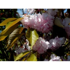 Japansk Kirsebær 'Kanzan' Prunus Serrulata 'Kanzan' Opstammet 220 Cm. Stammeomk. 8-10 Cm. 20 L. Potte -Tilbud Lys Haven Butik mi2032 prunus serrulata kanzan 8197 1