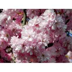 Japansk Kirsebær 'Kanzan' Prunus Serrulata 'Kanzan' Opstammet 220 Cm. Stammeomk. 8-10 Cm. 20 L. Potte -Tilbud Lys Haven Butik mi2032 prunus serrulata kanzan 83e1 1