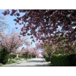 Japansk Kirsebær 'Kanzan' Prunus Serrulata 'Kanzan' Opstammet 220 Cm. Stammeomk. 8-10 Cm. 20 L. Potte -Tilbud Lys Haven Butik mi2032 prunus serrulata kanzan b6dd