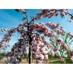Hængende Japansk Kirsebær 'Kiku-Shidare-Sakura' Prunus Serrulata 'Kiku-shidare-sakura' Opstammet 150 Cm. Med Potte -Tilbud Lys Haven Butik mi2039 prunus serrulata kiku shidare 1b8f