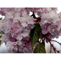 Hængende Japansk Kirsebær 'Kiku-Shidare-Sakura' Prunus Serrulata 'Kiku-shidare-sakura' Opstammet 150 Cm. Med Potte -Tilbud Lys Haven Butik mi2039 prunus serrulata kiku shidare 91dd