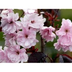 Rødbladet Japansk Kirsebær 'Royal Burgundy' Prunus Serrulata 'Royal Burgundy' Opstammet 120 Cm. Med Potte -Tilbud Lys Haven Butik mi2040 prunus serrulata royal burgundy 4fb0