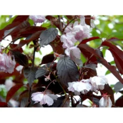 Rødbladet Japansk Kirsebær 'Royal Burgundy' Prunus Serrulata 'Royal Burgundy' Opstammet 120 Cm. Med Potte -Tilbud Lys Haven Butik mi2040 prunus serrulata royal burgundy addf