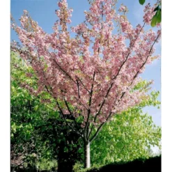Japansk Kirsebær 'Kanzan' Prunus Serrulata 'Kanzan' Solitær Busk 150-200 Cm. - Med Klump 8 Japansk Kirsebær 'Kanzan' Prunus Serrulata 'Kanzan' Solitær Busk 150-200 Cm. - Med Klump -Tilbud Lys Haven Butik mi2041 prunus serrulata kanzan abc5