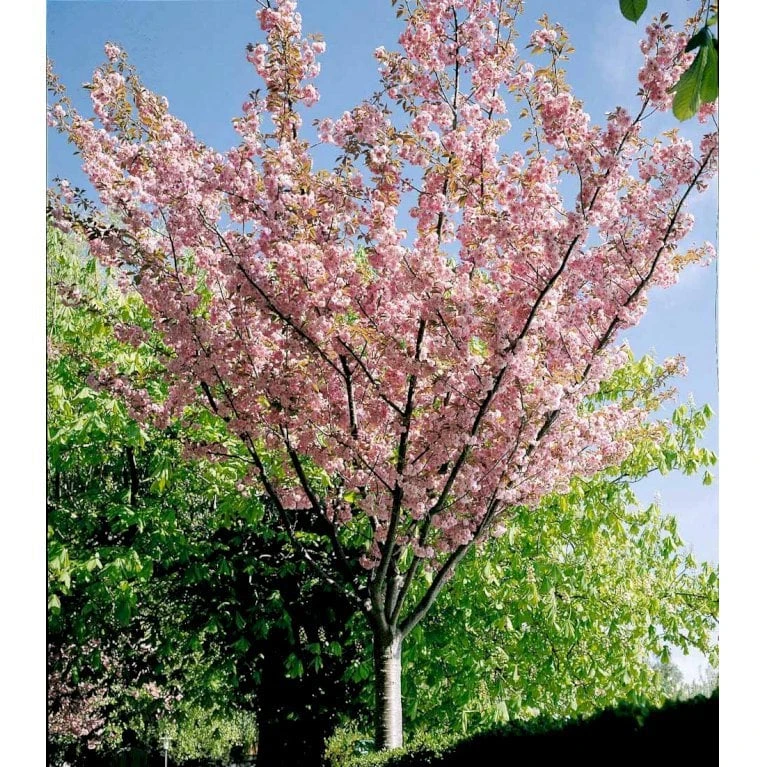 Japansk Kirsebær 'Kanzan' Prunus Serrulata 'Kanzan' Solitær Busk 150-200 Cm. - Med Klump 4 Japansk Kirsebær 'Kanzan' Prunus Serrulata 'Kanzan' Solitær Busk 150-200 Cm. - Med Klump - Billede 4