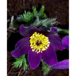 Opret Kobjælde Pulsatilla Vulgaris 10 Cm. Potte -Tilbud Lys Haven Butik mi2072 pulsatilla vulgaris 0335