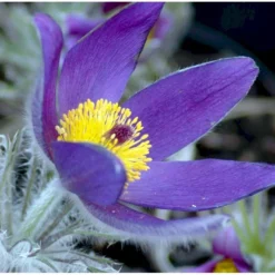 Opret Kobjælde Pulsatilla Vulgaris 10 Cm. Potte -Tilbud Lys Haven Butik mi2072 pulsatilla vulgaris 1b07