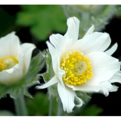 Opret Kobjælde Pulsatilla Vulgaris 'Alba' 10 Cm. Potte -Tilbud Lys Haven Butik mi2074 pulsatilla vulgaris alba 2 liter a966