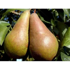 Pære 'Concorde' Pyrus Communis 'Concorde' Dværgtræ, 3-5 Grene, 6,7 Liter Potte, 80-100 Cm. -Tilbud Lys Haven Butik mi2096 pyrus communis concorde f8ed