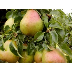 Pære 'Comice De Doyenne' Pyrus Communis 'Comice De Doyenne' 4-8 Grene. 120-160 Cm. Potte, (Kvæde A) -Tilbud Lys Haven Butik mi2100 pyrus communis doyenne de comice 4514