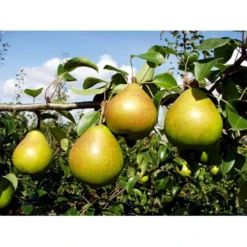 Pære 'Clara Frijs' Pyrus Communis 'Clara Frijs' Dværgtræ, 3-5 Grene, 6,7 Liter Potte, 80-100 Cm. -Tilbud Lys Haven Butik mi2107 pyrus communis clara frijs d1cd