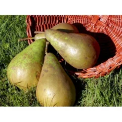 Pære 'Conference' Pyrus Communis 'Conference' Dværgtræ, 3-5 Grene, 6,7 Liter Potte, 80-100 Cm. -Tilbud Lys Haven Butik mi2108 pyrus communis conference 7e0b