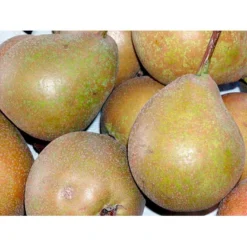 Pære 'Gråpære' Pyrus Communis 'Gråpære' Gennemgående Stamme, Med Kraftige Sidegrene, 30-35 Cm. Omkreds, Med Klump -Tilbud Lys Haven Butik mi2109 pyrus communis graapaere b356