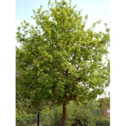 Stilkeg Quercus Robur Alletræ, Stammeomkreds 30-35 Cm. Med Klump -Tilbud Lys Haven Butik mi2118 quercus robur 181b