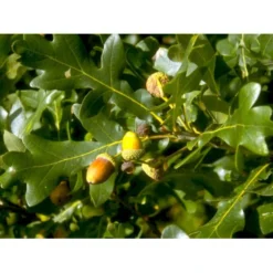 Stilkeg Quercus Robur Alletræ, Stammeomkreds 30-35 Cm. Med Klump -Tilbud Lys Haven Butik mi2118 quercus robur 5895