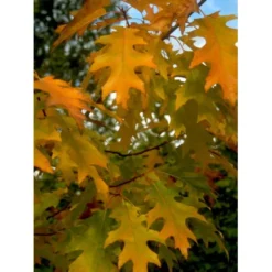 Stilkeg Quercus Robur Alletræ, Stammeomkreds 30-35 Cm. Med Klump -Tilbud Lys Haven Butik mi2118 quercus robur db96