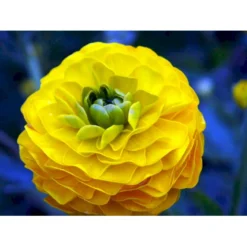 Guldknap Ranunculus Acris 'Multiplex' 1 Liter Potte -Tilbud Lys Haven Butik mi2131 ranunculus acris multiplex 0035