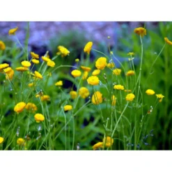 Guldknap Ranunculus Acris 'Multiplex' 1 Liter Potte -Tilbud Lys Haven Butik mi2131 ranunculus acris multiplex a134