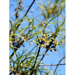 Fligbladet Tørstetræ Rhamnus Frangula 'Asplenifola' Opstammet 80 Cm. Med Potte -Tilbud Lys Haven Butik mi2137 rhamnus frangula aspleniifolia 3eec