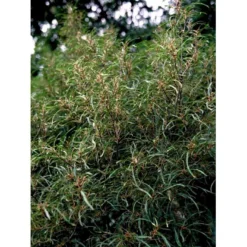 Fligbladet Tørstetræ Rhamnus Frangula 'Asplenifola' Opstammet 80 Cm. Med Potte -Tilbud Lys Haven Butik mi2137 rhamnus frangula aspleniifolia 61ff